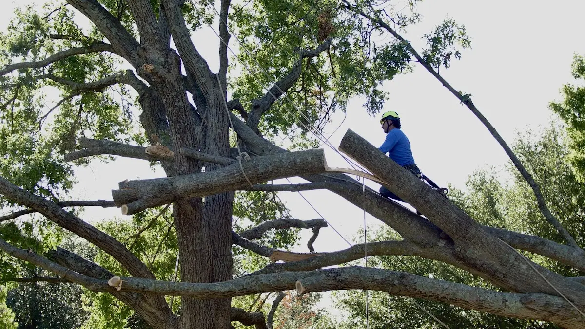 Professional Hazardous Tree Removal performed by certified arborists in Eldena