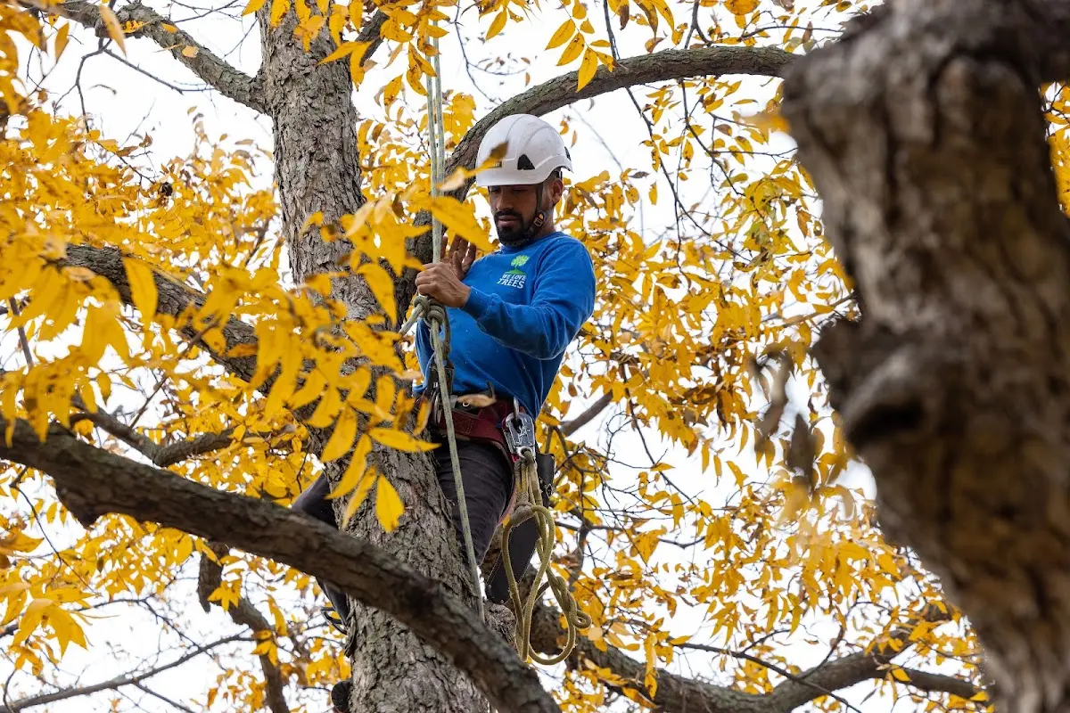 Skilled Tree Pruning crew working in Eldena